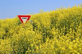 GMO Canola